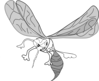 Hunting Mosquito Clip Art